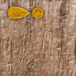 MOLDE N-32 NUDO MADERA 8*15 cm PARA REVESTIMIENTO VERTICAL COLOTOOL